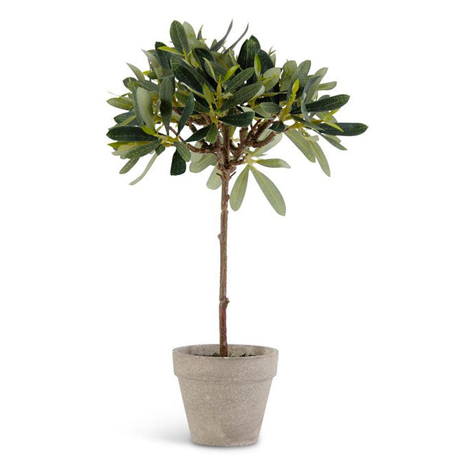 13 Inch Potted Olive Tree