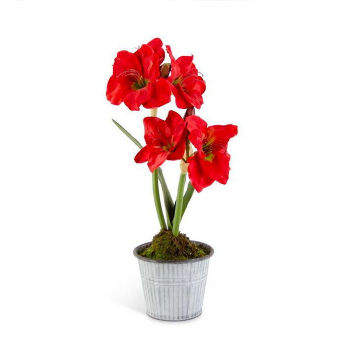 24" Red Amaryllis in Pot