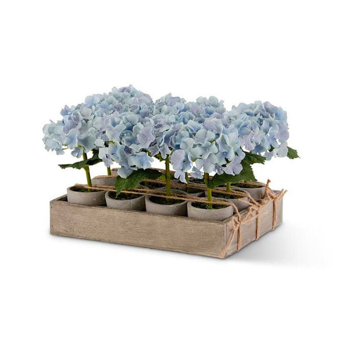 Potted Hydrangeas in Pot