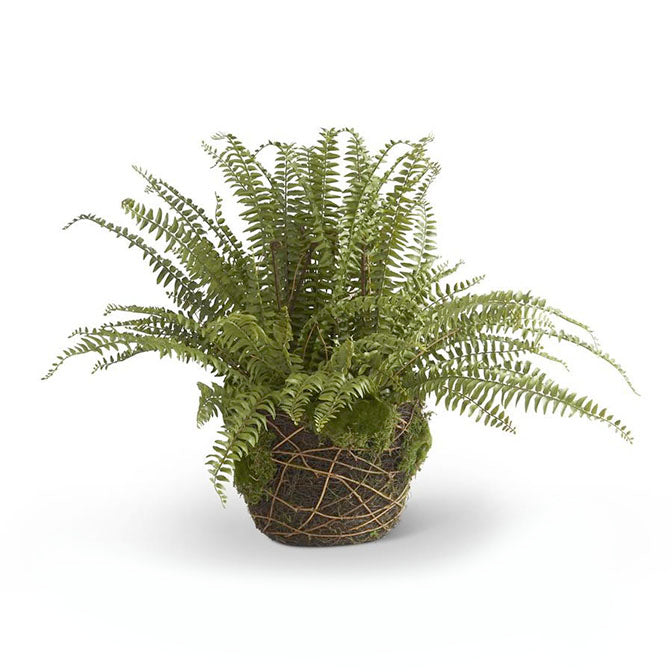 30" Boston Fern in Moss and Twig Basket