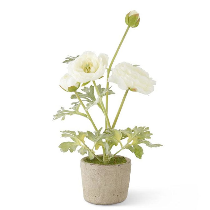 White Ranunculus in Clay Pot