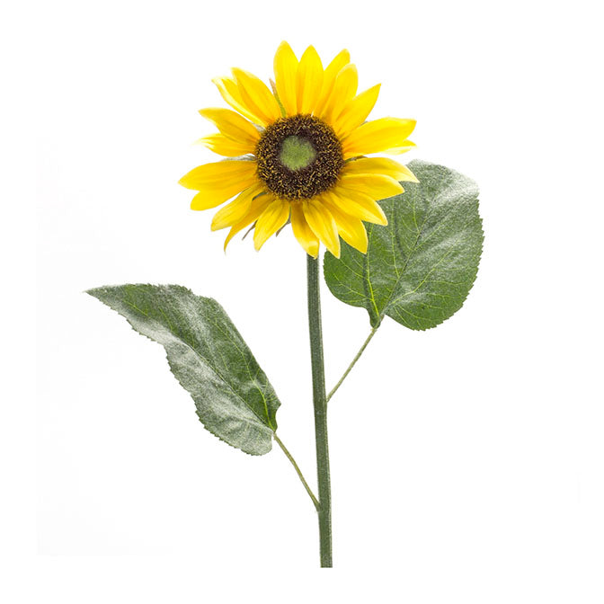 Sunflower Stem