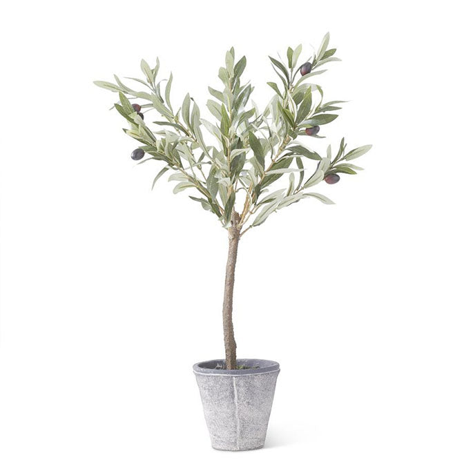 24" Olive Tree w/Gray Wash Pot