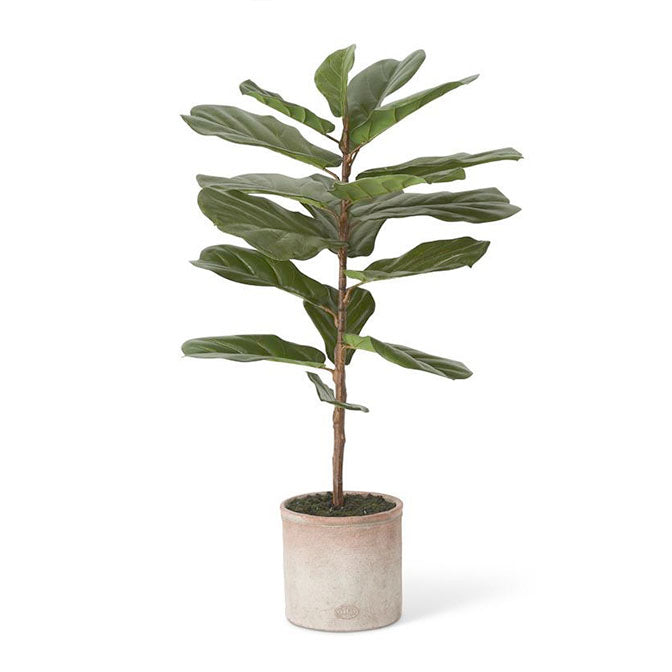 Fiddle Leaf Fig Tree in Distressed Clay Pot-36"