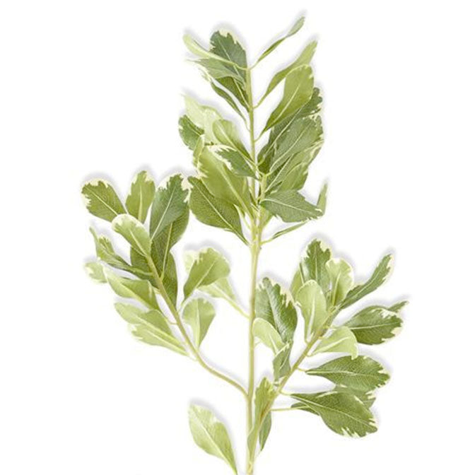 28 Inch Pittosporum Leaf Stem