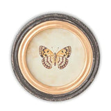 9.5 Inch Round Butterfly Prints w/Blk & Gold Frames