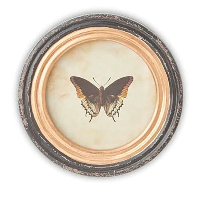 9.5 Inch Round Butterfly Prints w/Blk & Gold Frames