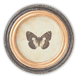 9.5 Inch Round Butterfly Prints w/Blk & Gold Frames