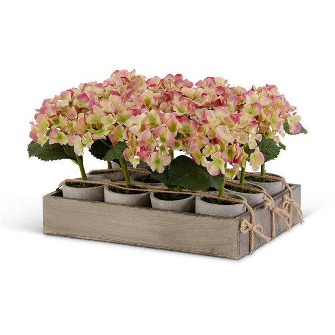 Potted Hydrangeas in Pot