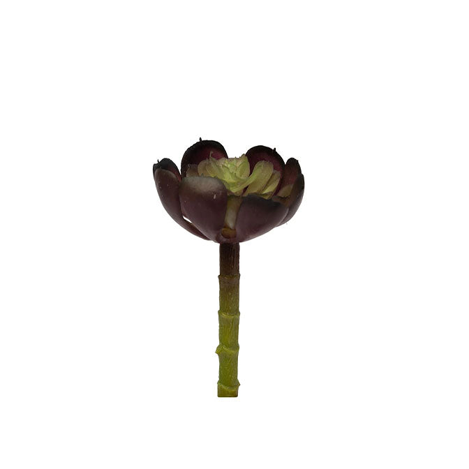 4" Baby Echeveria Pick-Burgundy