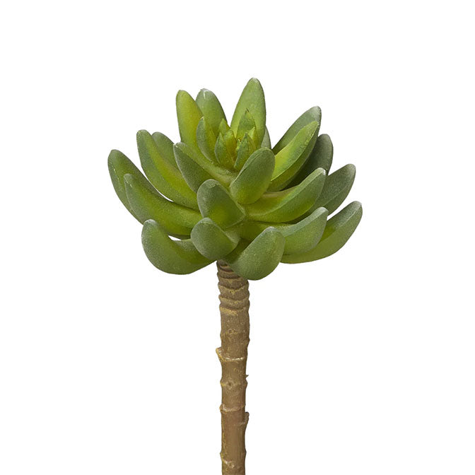 6" Single Stem Succulent