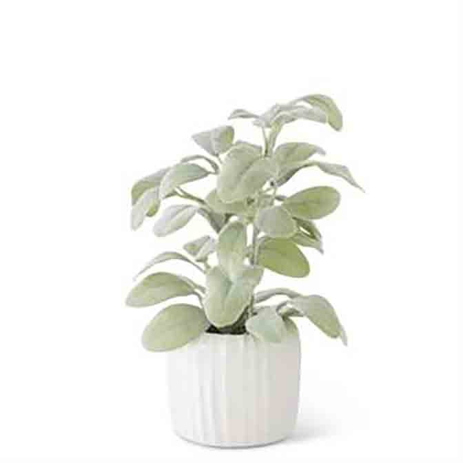 11 Inch Lambs Ear in White Ribbed Ceramic Pot