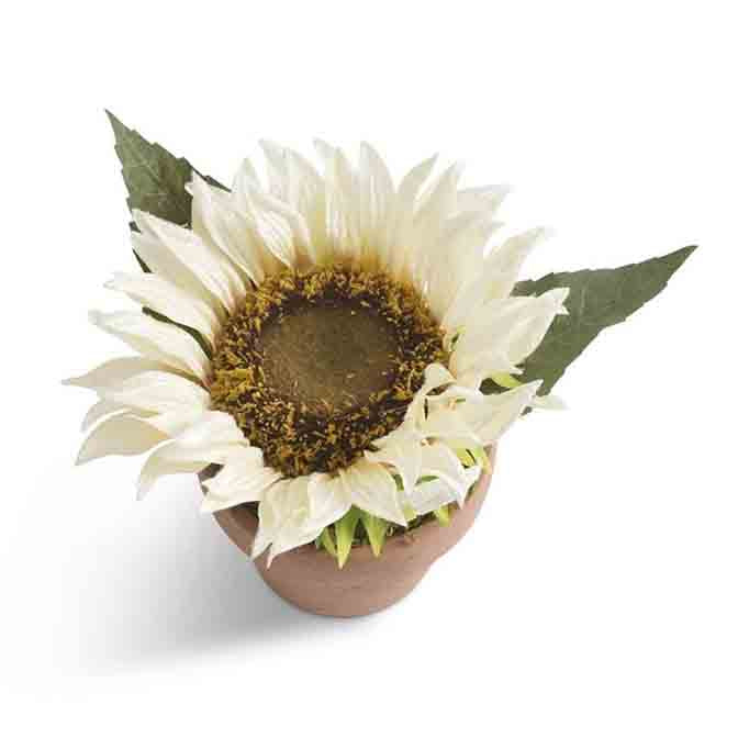 4.5 Inch Potted White Sunflower