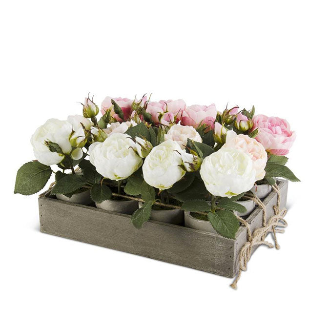 Assorted Potted Roses