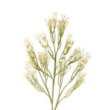 Cream Babys Breath Spray