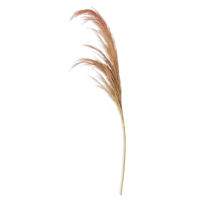 Dried Beige Pampas Stem