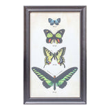 Framed Butterfly Print