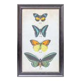 Framed Butterfly Print
