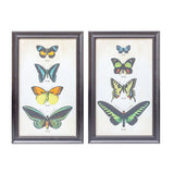Framed Butterfly Print