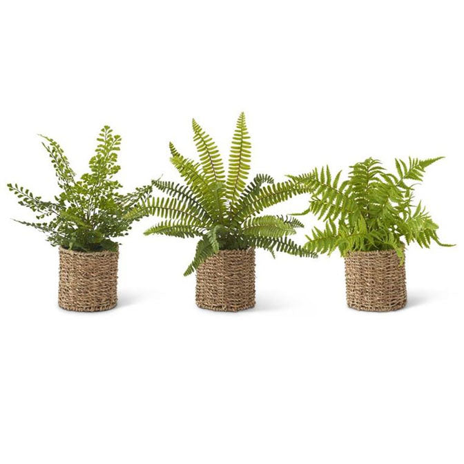Ferns in Woven Basket