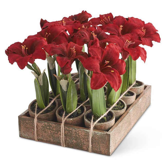 7" Mini Amaryllis