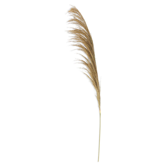 Dried Natural Pampas Stem