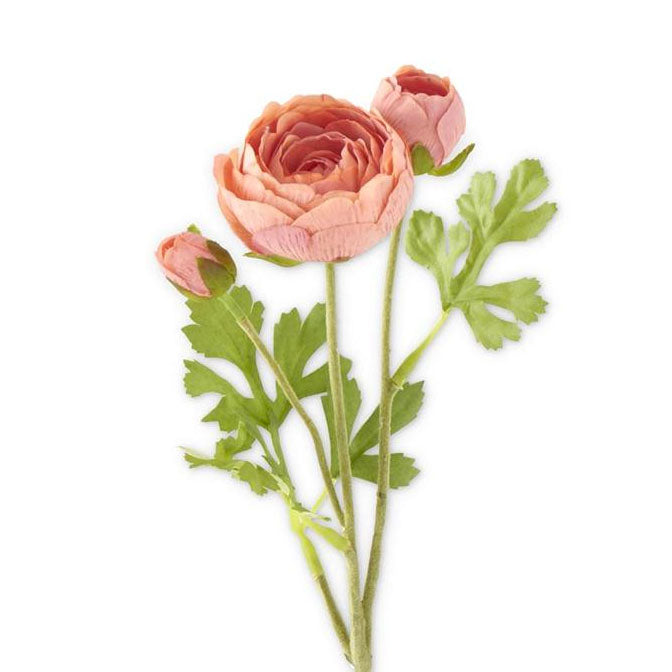 Ranunculus Coral Stem