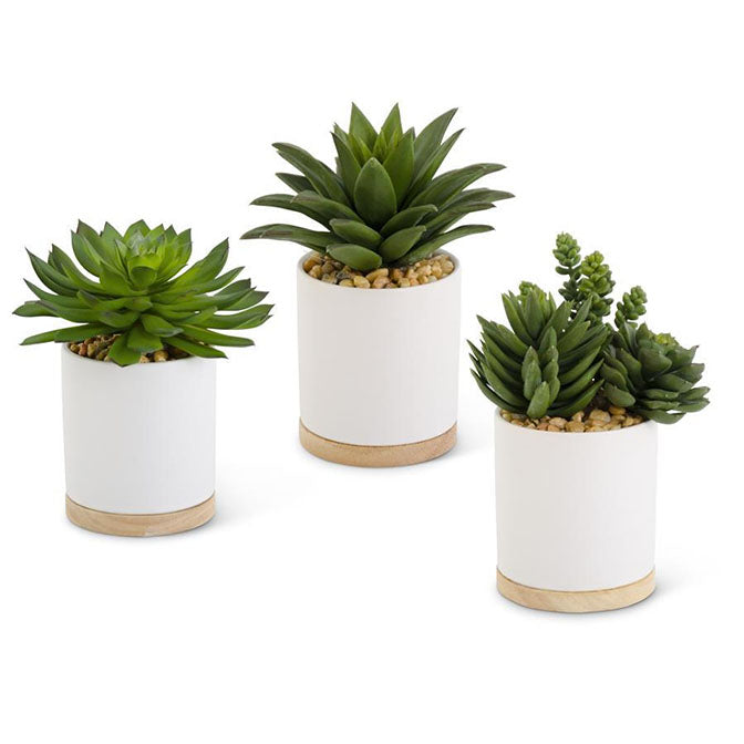 Succulent in White Pot