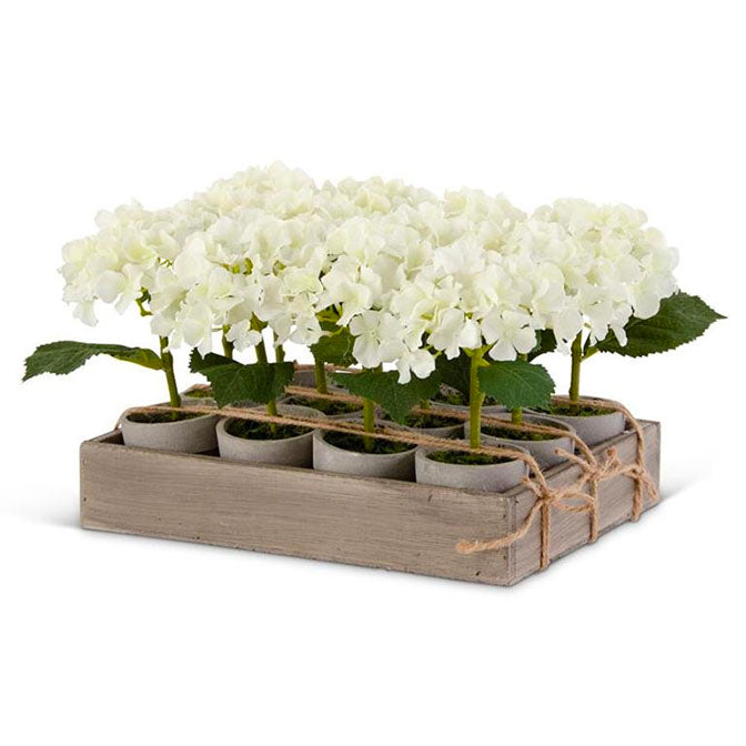 Potted Hydrangeas in Pot