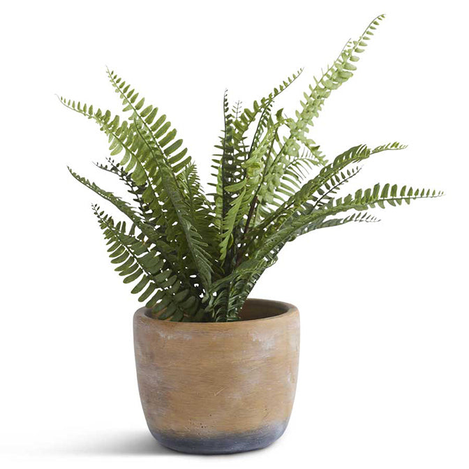 14.5" Fern in Weathered Cement Pot