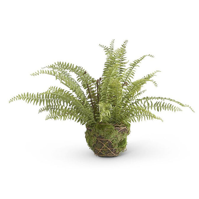 27 Inch Boston Fern in Moss and Twig Basket