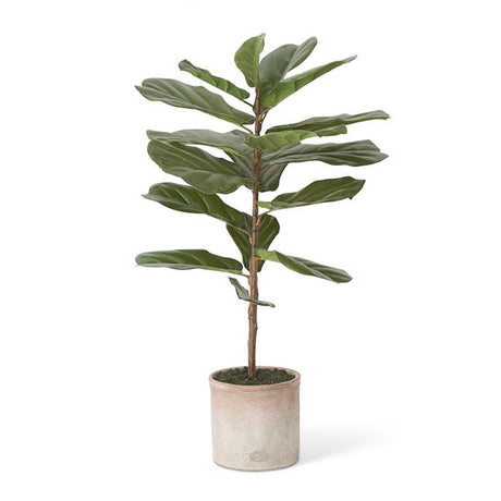 Fiddle Leaf Fig Tree in Distressed Clay Pot-36"
