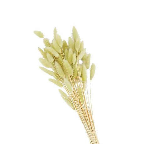 Perserved Bunnytail Stem