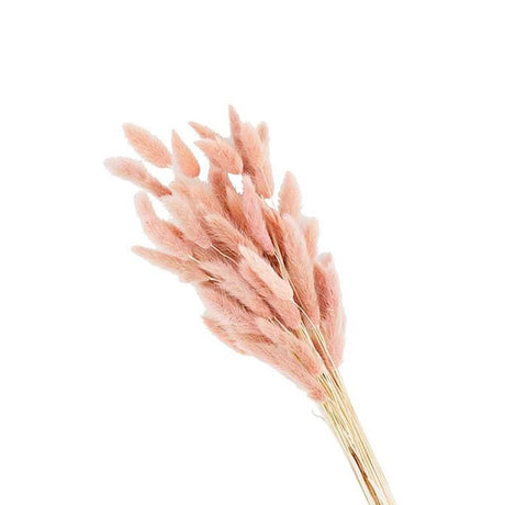Perserved Bunnytail Stem