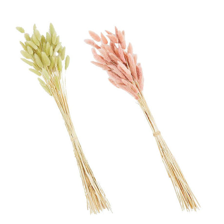 Perserved Bunnytail Stem