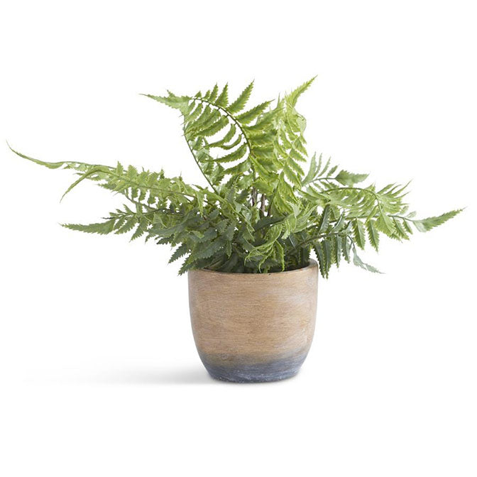 Fern in Weathered Cement Pot