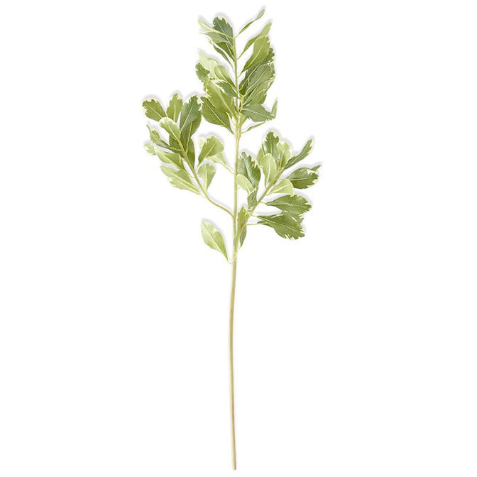 28 Inch Pittosporum Leaf Stem