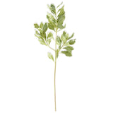 28 Inch Pittosporum Leaf Stem